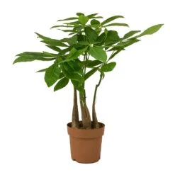 Pachira Aquatica - Multi Stem - Money Tree 20 Pachira Aquatica - Multi Stem - Money Tree -HousePlants Shop Pachira aquatica Multi Stem Money Tree