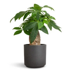 Pachira Aquatica - Thick Trunk - Money Tree -HousePlants Shop Pachira aquatica Thick Trunk Money Tree 14x45cm Leon Plant Pot Granite 14.5x12cm a0bfe33f 8d2c 43b0 b7b8 8c9e989be4e3
