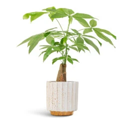 Lugano Scalloped Plant Pot - Mustard -HousePlants Shop Pachira aquatica Thick Trunk Money Tree 14x45cm Lugano Scalloped Plant Pot Mustard 16x16cm af69bcfb 810f 4580 a786 99d1a897f9c0