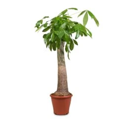 Pachira Aquatica - Thick Trunk - Money Tree -HousePlants Shop Pachira aquatica Thick Trunk Money Tree