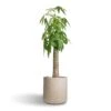 Pachira Aquatica - Thick Trunk - Money Tree -HousePlants Shop Pachira aquatica Thick Trunk Money Tree 26x140cm Dune Cylinder Planter Oat 38x37cm 58ace12a 1782 4aa8 b368 1d8e6523704f