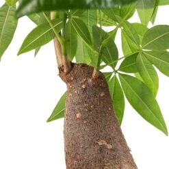 Pachira Aquatica - Thick Trunk - Money Tree -HousePlants Shop Pachira aquatica Thick Trunk Money Tree SWATCH Small