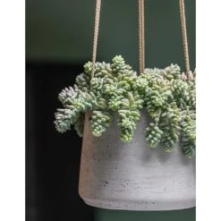 Patt Hanging Plant Pot - Grey Washed -HousePlants Shop Patt Hanging Plant Pot Grey Washed Succulent