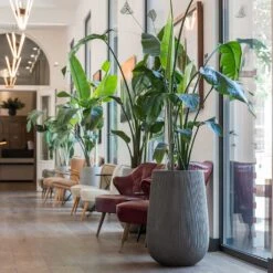 Patt High Plant Vase - Ridged Dark Grey -HousePlants Shop Patt High Plant Vase Ridged Dark Grey Strelitzia Houseplant