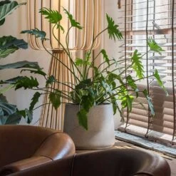 Patt Plant Pot - Grey Washed -HousePlants Shop Patt Plant Pot Grey Washed Xanadu Houseplant