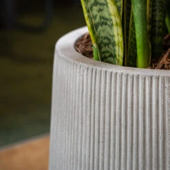 Patt High Plant Vase - Ridged Cement -HousePlants Shop PattHighPlantVase RidgedCement 2