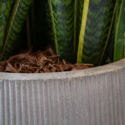 Patt High Plant Vase - Ridged Cement -HousePlants Shop PattHighPlantVase RidgedCement 4