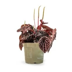 Peperomia Caperata Red Luna -HousePlants Shop Peperomia Caperata Red Luna Houseplant 11x20cm