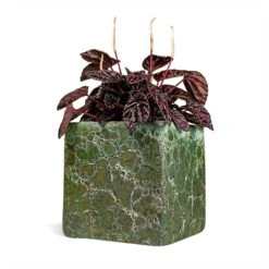 Peperomia Caperata Red Luna -HousePlants Shop Peperomia Caperata Red Luna Houseplant 11x20cm Plant Pot Lava Cube Jade 16x16x16cm