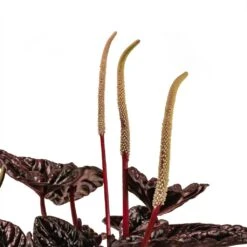 Peperomia Caperata Red Luna -HousePlants Shop Peperomia Caperata Red Luna Houseplant 11x20cm Stem