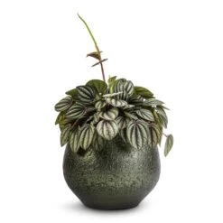 Peperomia Piccolo Banda -HousePlants Shop Peperomia Piccolo Banda 10.5x20cm Noor Plant Pot Velvet Green 16x13cm 1cbd8962 4dc5 41de 9bb1 b791e93c17fa