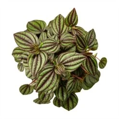 Peperomia Piccolo Banda -HousePlants Shop Peperomia Piccolo Banda Houseplant 10.5x20cm Birdseye
