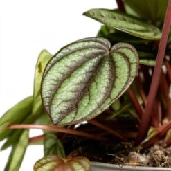 Peperomia Piccolo Banda -HousePlants Shop Peperomia Piccolo Banda Houseplant 10.5x20cm Close Leaf