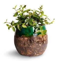 Lindy Plant Pot - Black Green -HousePlants Shop Peperomia angulata rocca scuro Dark Green Beetle Radiator Plant 12x20cm Lindy Plant Pot Black Green 19x16cm 2d4cf0ce 9e80 4ff3 9920 6da54cfb156f