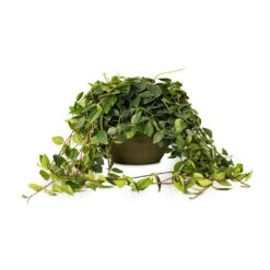 Peperomia Angulata Rocca Scuro - Dark Green Beetle Radiator Plant