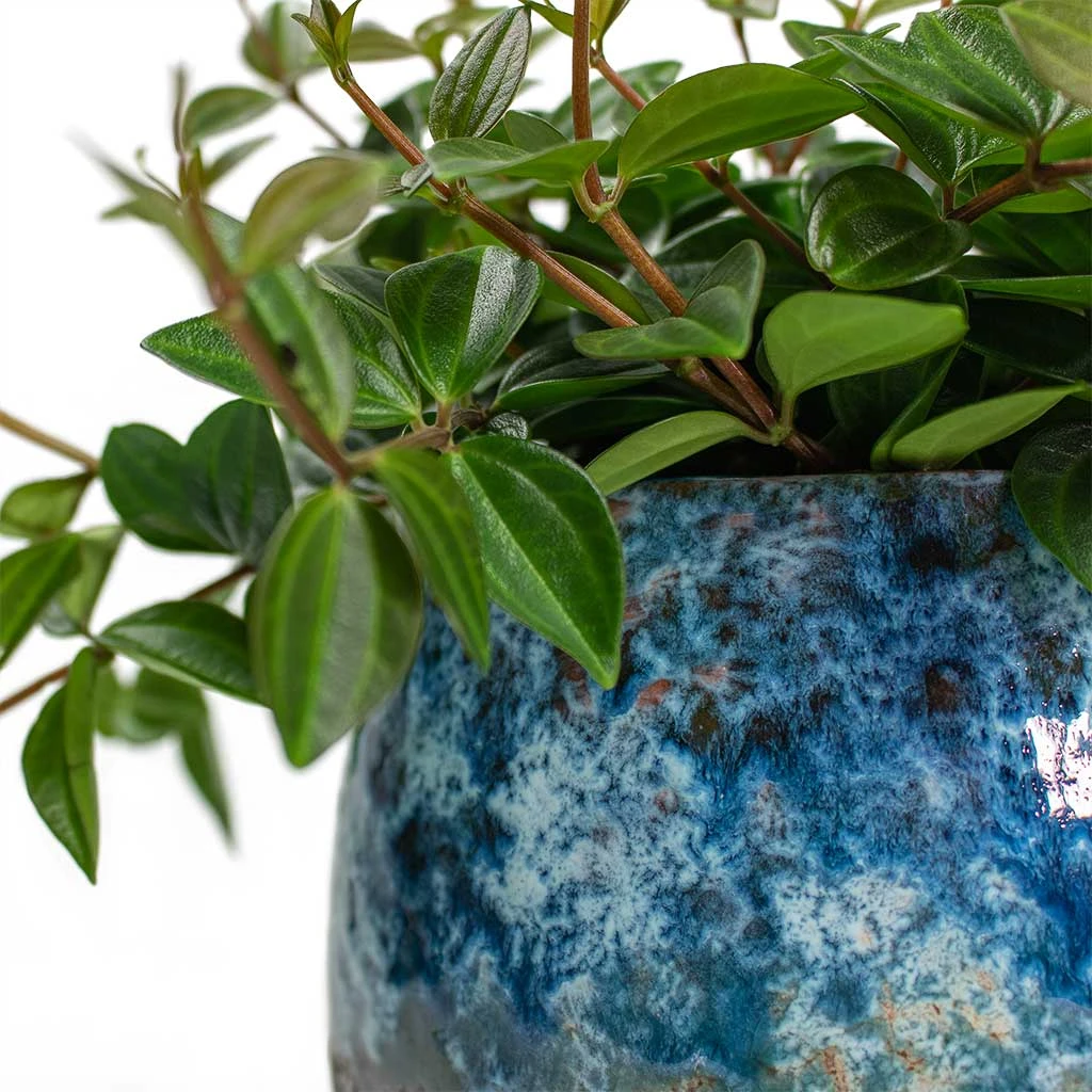 Peperomia Angulata Rocca Scuro - Dark Green Beetle Radiator Plant 14 Peperomia Angulata Rocca Scuro - Dark Green Beetle Radiator Plant - Image 12