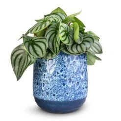 Peperomia Argyreia - Watermelon Peperomia -HousePlants Shop Peperomia argyreia Watermelon Peperomia 12x20cm 26 Ocean Glaze Plant Pot Sapphire 16x16cm 3183eca0 d5f5 4f26 9452 0bbb5346e474