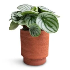 Peperomia Argyreia - Watermelon Peperomia -HousePlants Shop Peperomia argyreia Watermelon Peperomia 12x20cm Chao Plant Pot Terra 13x15cm