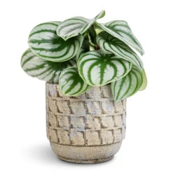 Peperomia Argyreia - Watermelon Peperomia -HousePlants Shop Peperomia argyreia Watermelon Peperomia 12x20cm Jim Plant Pot Shell 14x12cm