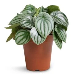 Peperomia Argyreia - Watermelon Peperomia -HousePlants Shop Peperomia argyreia Watermelon Peperomia 15x25cm 1