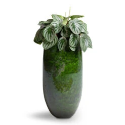 Aimee Tall Plant Vase - Pear -HousePlants Shop Peperomia argyreia Watermelon Peperomia 15x25cm Aimee Tall Plant Vase Pear 22x45cm