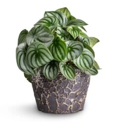 Lava Couple Straight Relic Planter - Black 13 Lava Couple Straight Relic Planter - Black -HousePlants Shop Peperomia argyreia Watermelon Peperomia 15x25cm Lava Couple Straight Relic Planter Black 19x13cm e57b0b0d 83ea 442e 96e6 c72b52dc01a7