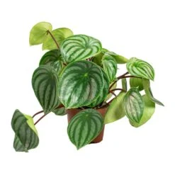 Peperomia Argyreia - Watermelon Peperomia -HousePlants Shop Peperomia argyreia Watermelon Peperomia