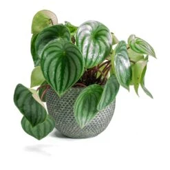 Peperomia Argyreia - Watermelon Peperomia -HousePlants Shop Peperomia argyreia Watermelon Peperomia Fay Plant Pot