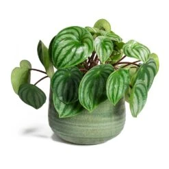 Peperomia Argyreia - Watermelon Peperomia -HousePlants Shop Peperomia argyreia Watermelon Peperomia Iris Mint Plant Pot