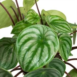 Peperomia Argyreia - Watermelon Peperomia -HousePlants Shop Peperomia argyreia Watermelon Peperomia Leaves
