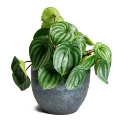 Peperomia Argyreia - Watermelon Peperomia -HousePlants Shop Peperomia argyreia Watermelon Peperomia Vivian Lustre Plant Pot