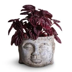 Peperomia Caperata Red Luna -HousePlants Shop Peperomia caperata Red Luna 11x20cm Buddha Plant Pot Cement 17x13cm 7cb697ad 5052 47f5 a3fd 296c73ee15cf