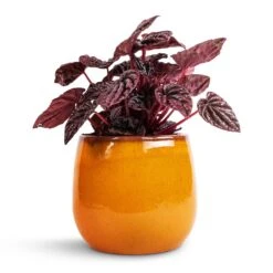 Charlotte Plant Pot - Spiced Ochre -HousePlants Shop Peperomia caperata Red Luna 11x20cm Charlotte Plant Pot Ochre 15x13cm
