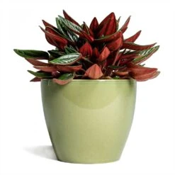 Peperomia Caperata Rosso -HousePlants Shop Peperomia caperata Rosso 10 5x15cm Sven Plant Pot Mint 13x11cm