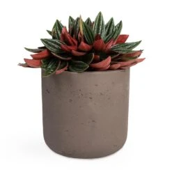 Peperomia Caperata Rosso -HousePlants Shop Peperomia caperata Rosso 10.5x15cm Charlie Plant Pot Ash Brown 15x15cm