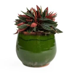 Charlotte Plant Pot - Green -HousePlants Shop Peperomia caperata Rosso 10.5x15cm Charlotte Plant Pot Green 15x13cm be3df768 4a07 49bf 8c82 69b614e201d5