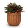 Peperomia Caperata Rosso -HousePlants Shop Peperomia caperata Rosso 10.5x15cm Duncan Plant Pot Rust 14x13cm