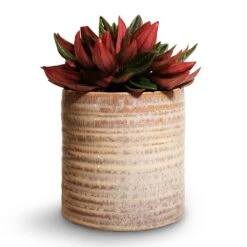 Peperomia Caperata Rosso -HousePlants Shop Peperomia caperata Rosso 10.5x15cm Hera Plant Pot Ivory 13x14cm 4c66346a a88c 40ef 8618 26f82db4e1b5