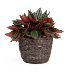 Peperomia Caperata Rosso -HousePlants Shop Peperomia caperata Rosso 10.5x15cm Igmar Plant Basket Grey 13x10cm