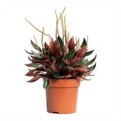 Peperomia Caperata Rosso -HousePlants Shop Peperomia caperata Rosso 10.5x15cm tall