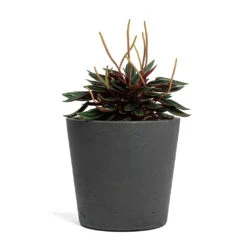 Mini Bucket Plant Pot - Black Washed -HousePlants Shop Peperomia caperata Rosso Mini Bucket Plant Pot Black Washed