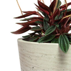 Peperomia Caperata Rosso -HousePlants Shop Peperomia caperata Rosso Mini Bucket Plant Pot Grey Washed Close Up 1e7a53cc ba1a 40f0 8e1c 930322473680