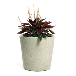 Peperomia Caperata Rosso -HousePlants Shop Peperomia caperata Rosso Mini Bucket Plant Pot Grey Washed 1127ef77 a2fe 4f65 9bdb c41b8a5a5524