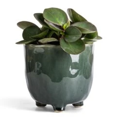 Peperomia Clusiifolia Red Margin - Red Edged Radiator Plant -HousePlants Shop Peperomia clusiifolia Red Margin Red Edged Radiator Plant 11x20cm Kaat Plant Pot Green 16x16cm