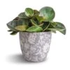 Peperomia Clusiifolia Red Margin - Red Edged Radiator Plant 2 Peperomia Clusiifolia Red Margin - Red Edged Radiator Plant -HousePlants Shop Peperomia clusiifolia Red Margin Red Edged Radiator Plant 11x20cm Monza Plant Pot Vintage Grey 13x13cm