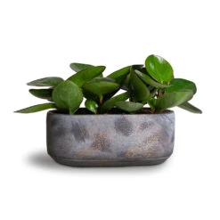 Peperomia Clusiifolia Red Margin - Red Edged Radiator Plant -HousePlants Shop Peperomia clusiifolia Red Margin Red Edged Radiator Plant 11x20cm Saar Oval Plant Bowl Earth Cement 26x13x11cm 01ab1490 2500 46ca 9303 2ff8277b1373