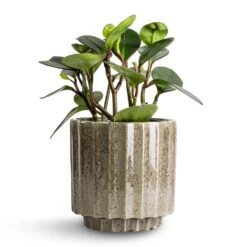 Peperomia Clusiifolia Red Margin - Red Edged Radiator Plant -HousePlants Shop Peperomia clusiifolia Red Margin Red Edged Radiator Plant 14x25cm Lugano Scalloped Plant Pot Green 16x16cm