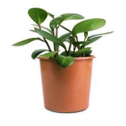 Peperomia Clusiifolia Red Margin - Red Edged Radiator Plant -HousePlants Shop Peperomia clusiifolia Red Margin Red Edged Radiator Plant 14x25cm 7743d53c bb63 46d2 9b13 5ef46f307a93