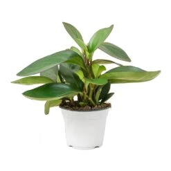 Peperomia Clusiifolia Red Margin - Red Edged Radiator Plant -HousePlants Shop Peperomia clusiifolia Red Margin Red Edged Radiator Plant Large