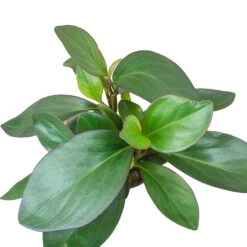 Peperomia Clusiifolia Red Margin - Red Edged Radiator Plant -HousePlants Shop Peperomia clusiifolia Red Margin Red Edged Radiator Plant Large Leaves